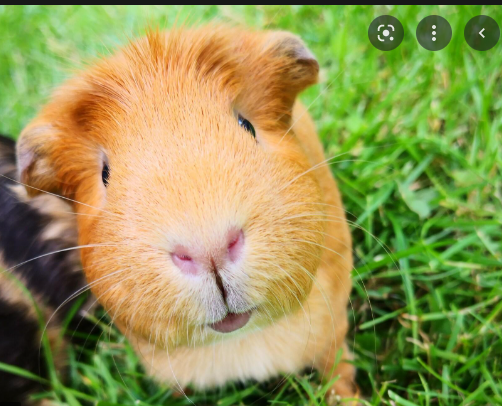 Guinea Pigs!