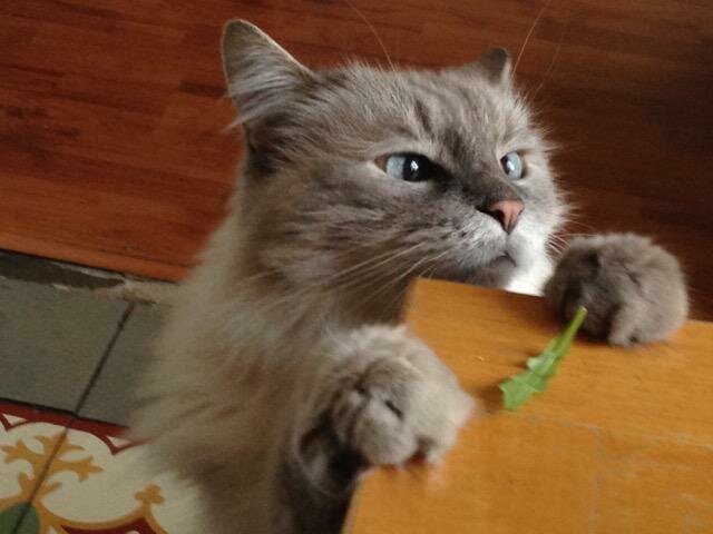 el meu gat cau del balcó