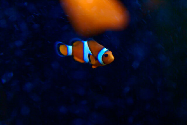 Marlin goes looking. Rising action