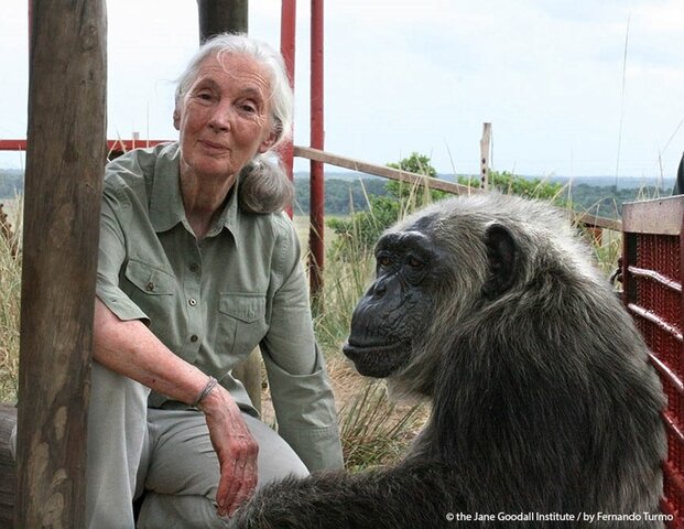 Jane Goodall