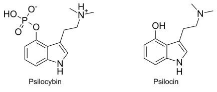 Albert Hofmann y Hans Tscherter