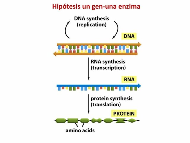 Hipótesis "Un gen, una enzima"