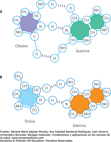 Leyes de la complementariedad de bases de ácidos nucleicos