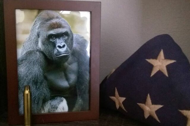 Harambe the Gorilla was shot and killed.
