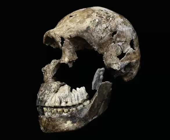 Homo naledi