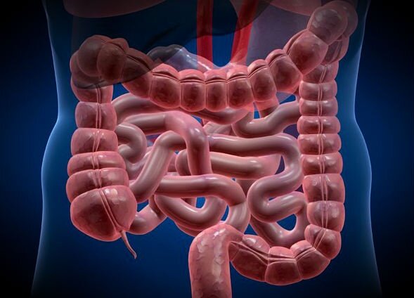 Un gen asociado al cáncer es clave en la diferenciación de las células del intestino durante el desarrollo
