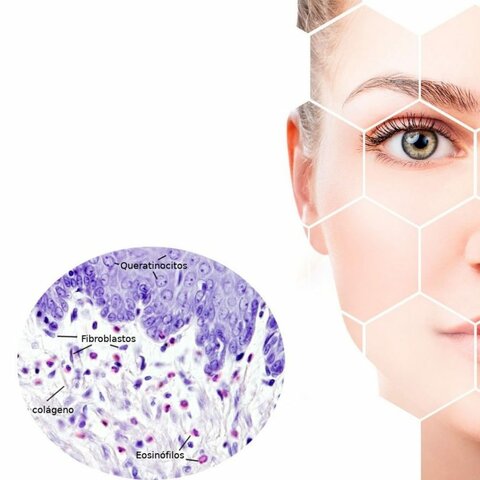 Proteínas indispensables para preservar las células madres