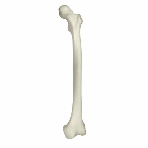 Em trenco el primer òs