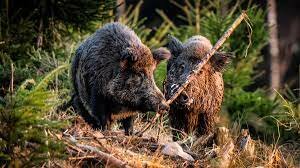 toco el meu primer jabalí de bosc