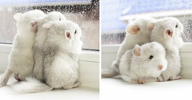 las mevas primeras chinchillas