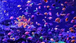 Tinc peixos com a mascota