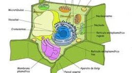 Timeline: Robert HookeTheodor SchwannMatthias Schleiden	¿Quién descubrió la célula?Para poder estudiar la célula era imprescindible un aparato que permitiera observar la materia viva y sus detalles, que a simple vista es imposible ver. Es por eso que el inicio del