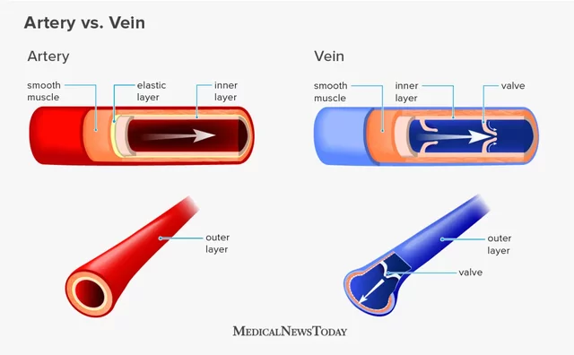 Greeks distinguished between arteries and veins
