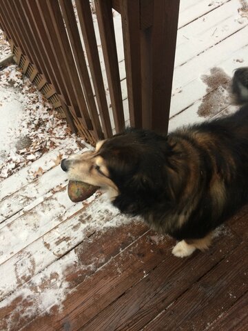 The Timmerman Family get a DOG!!!