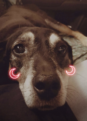 Childhood dog passed away