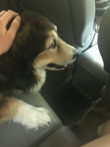 The Timmerman Family dog get's put down.