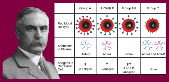 Karl Landsteiner discovered three blood types: A, B, O