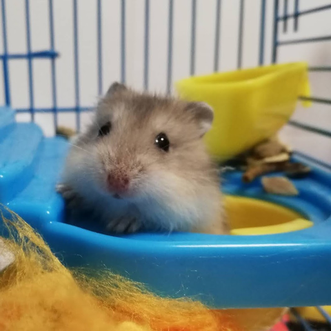 Adoptem a un hàmster 🐹