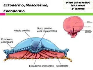 3ra SEMANA  Disco Germinativo Trilaminar