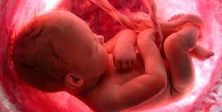 SEMANA  21 a 38 (Fetos Viables).