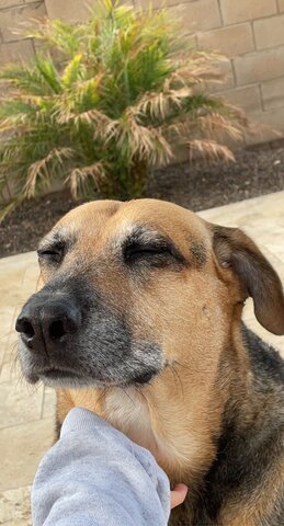 Yo adopté mi perro, Lucy.