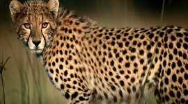 Timeline: Cheetah Conservation Timeline