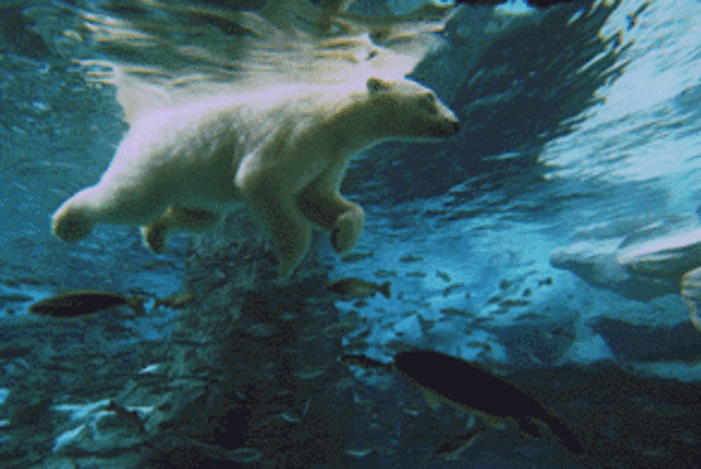 Protection of the Artic Animals