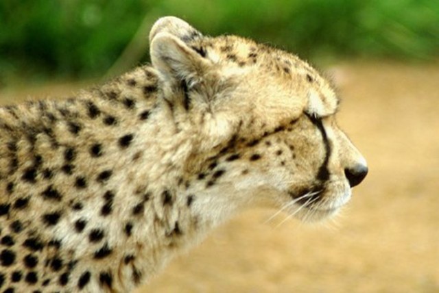 Predicted Cheetah Extinction