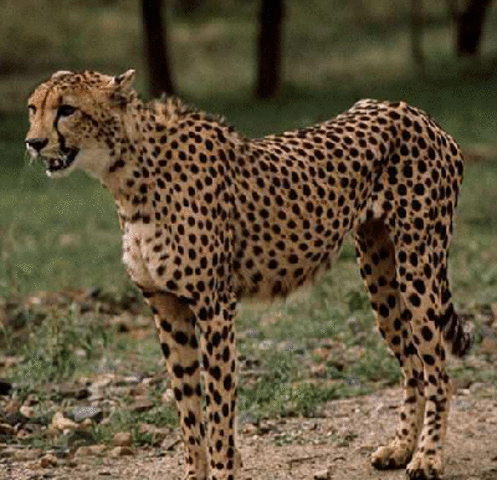 Cheetah officially recognized as endangered
