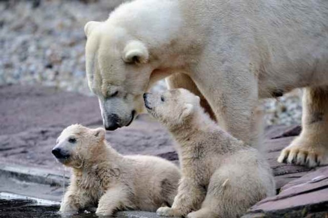 Marine Mammal Protection Act