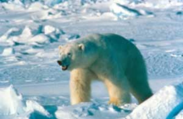 Agreement on the Conservation and Management of the Alaska-Chukotka Polar  Bear Population