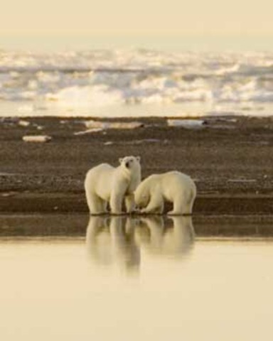 The Polar Bear Management Agreement for the Southern Beaufort Sea