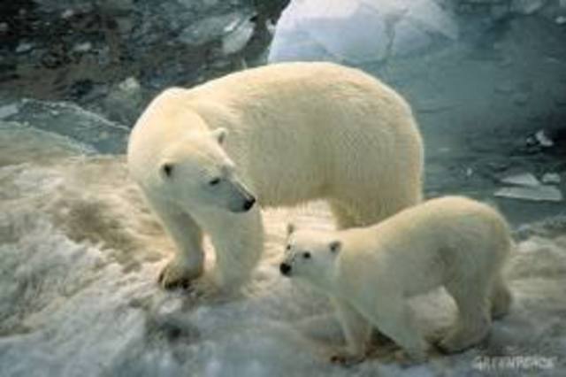 Polar Bear Protection Act