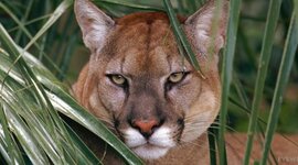 Timeline: The Florida Panthers