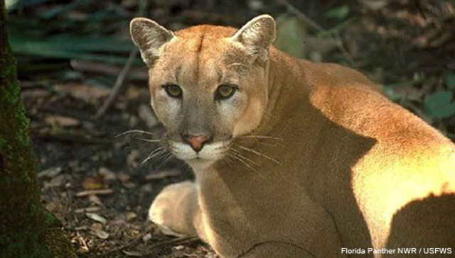 1982, they became the official Florida state mammal.