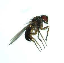 La variabilidad genética