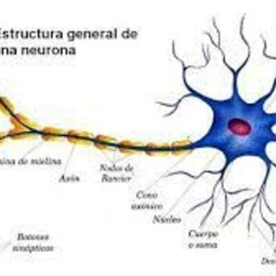 Timeline: ¿De dónde viene y para dónde va el cerebro? La evolución del sistema nervioso