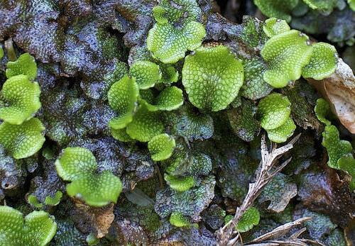 Esimesed maismaataimed