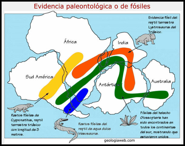 Wegener es pregunta si les siluetes dels continents encaixen entre ells per pura coincidència.