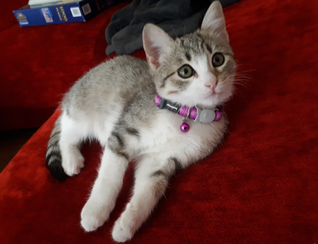 Els meus pares adopten una gateta que es diu Lluna