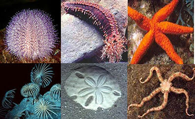 La aparición de dos tipos de organizaciones nerviosas