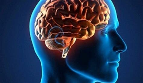 Surgimiento del primer cerebro
