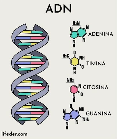 Descumbrimiento del ADN