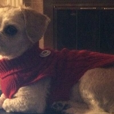 Timeline: A History of the Lhasa Apso Breed