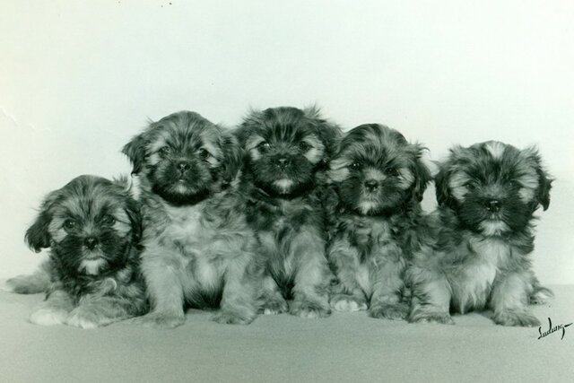 One of the Oldest Dog Breeds in the World