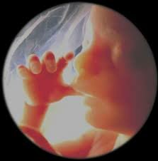 Primera actividad motora