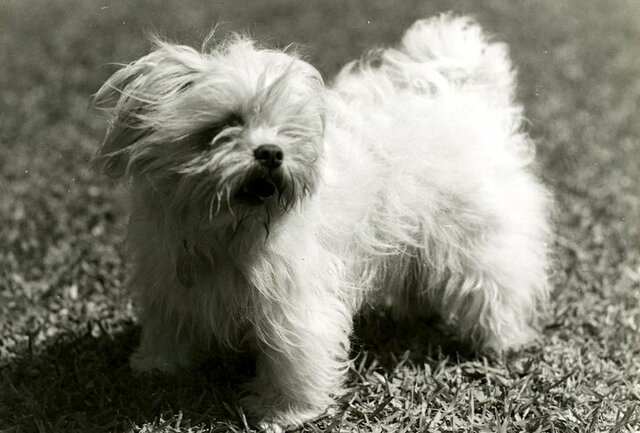 The American Kennel Club Recognizes the Lhasa Apso