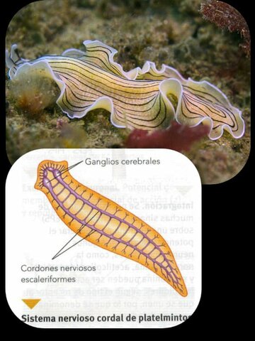 NERVIOS TRANSVERSALES