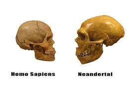 HOMO NEARDERTHALENSIS