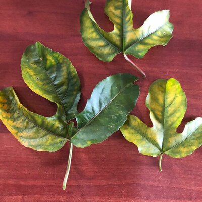 Timeline: Teoría Microbiana de la Enfermedad